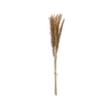 Dried Natural Fountain Grass Bunch, 25"