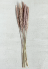 Dried Natural Fountain Grass Bunch, 25"