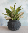 Odette Hobnail Pot, Distressed, 11" round
