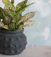 Odette Hobnail Pot, Distressed, 11" round
