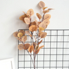 Eucalyptus Stems, Apricot, 33"