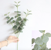 Eucalyptus Stems, 27"