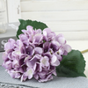 Hydrangea Stems