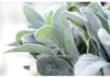 Lamb's Ears Plant Stems