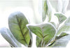 Lamb's Ears Plant Stems