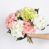 Hydrangea Stems