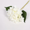 Hydrangea Stems